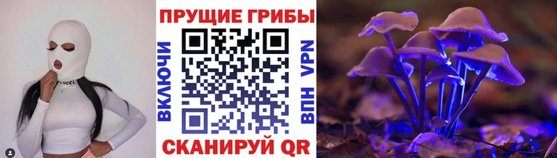 где продают   Горно-Алтайск  Галлюциногенные грибы Cubensis 